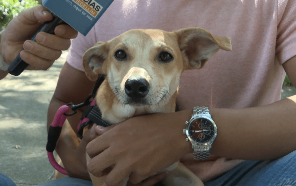 trabajador social rescata animales para buscarles una familia
