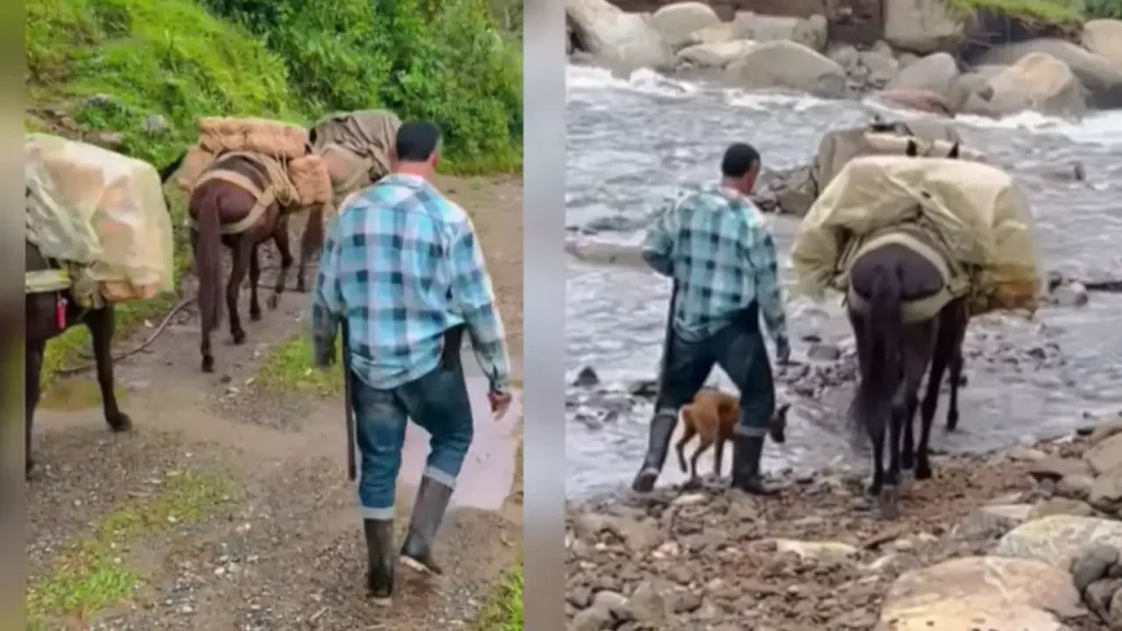 ¡Qué viacrucis! Un campesino del municipio de Nariño hace toda una travesía con 3 mulas para comercializar su cultivo