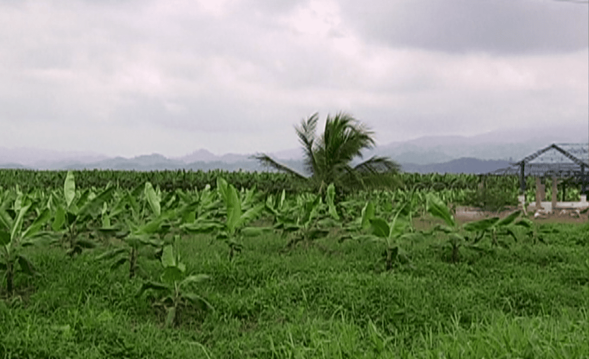 Piden condena para empresarios de Chiquita Brands 